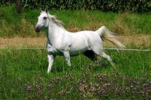 Lusitano 50  (19)